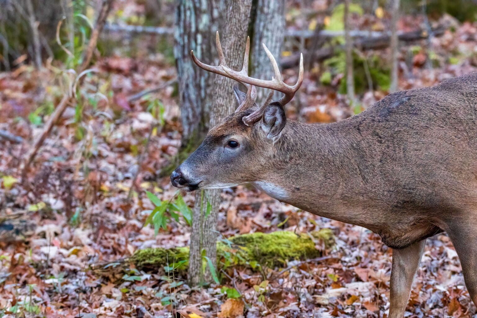 Louisiana Deer Hunting Tips and Strategies Louisiana Hub